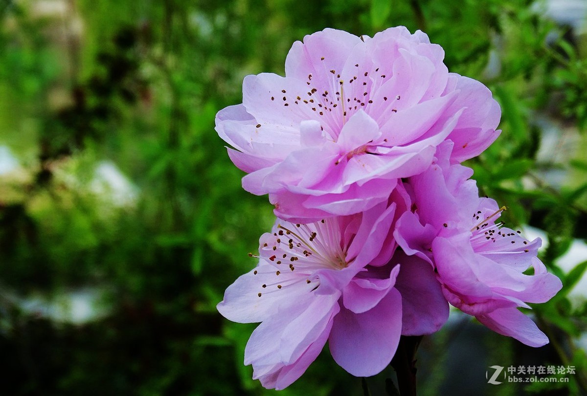 鸟语花香（续）