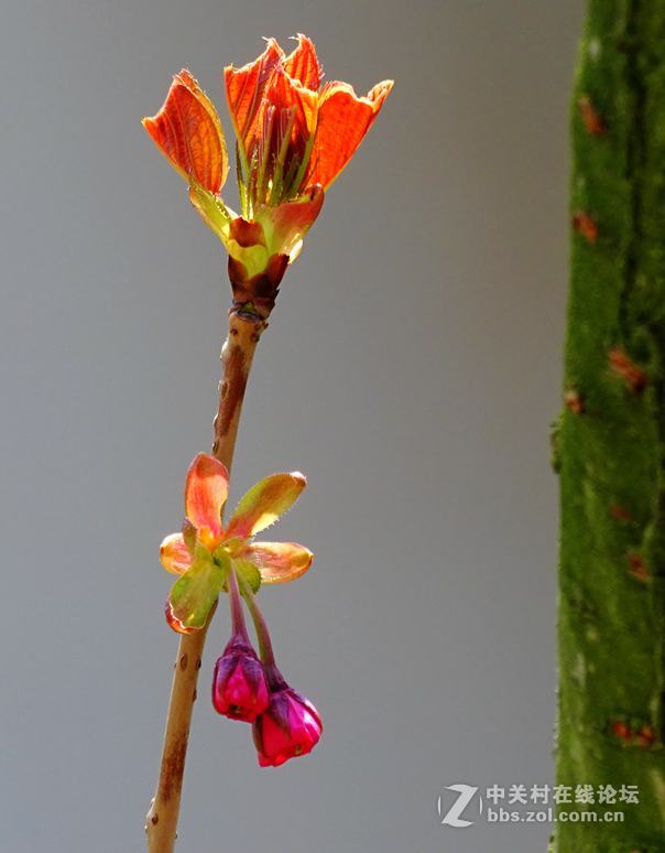 鸟语花香（续）