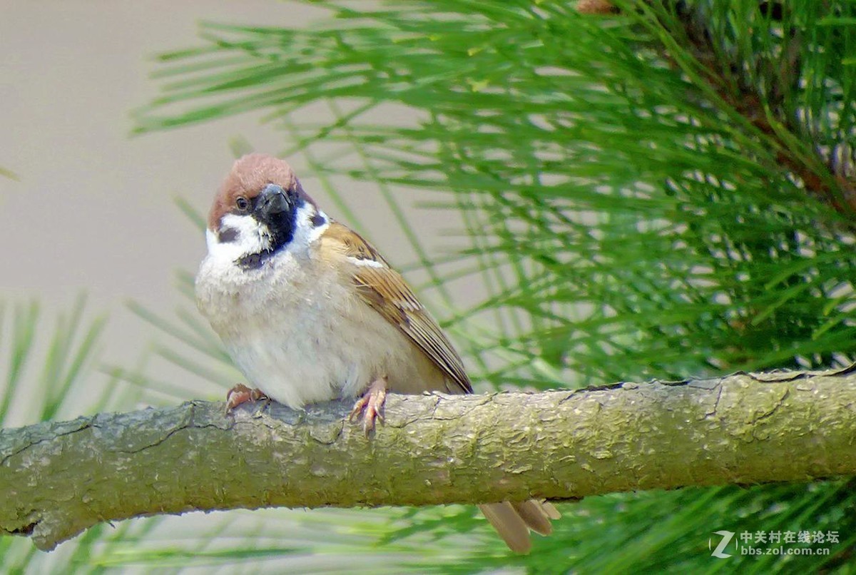鸟语花香（续）