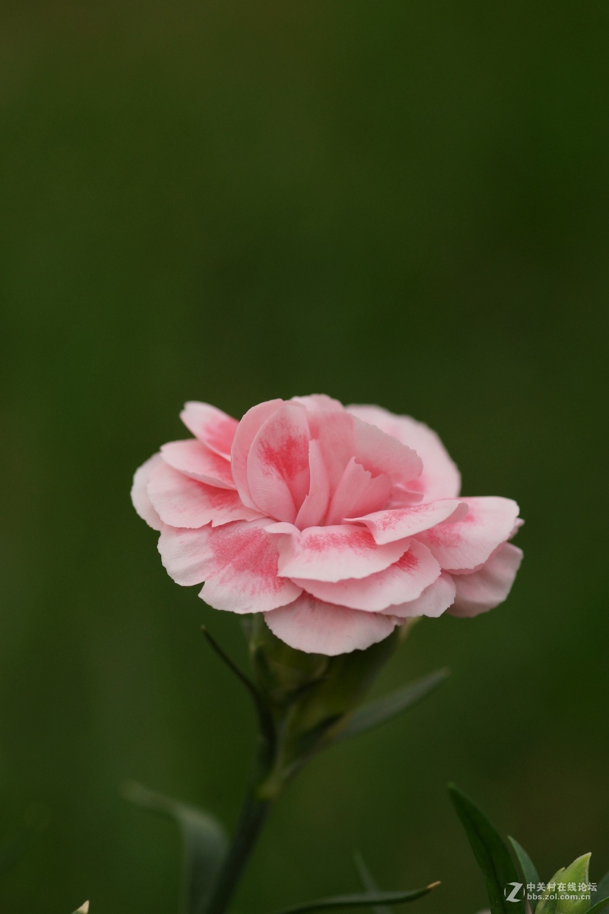 花园里花朵真鲜艳一组用索尼a65美能达百微拍摄的花卉