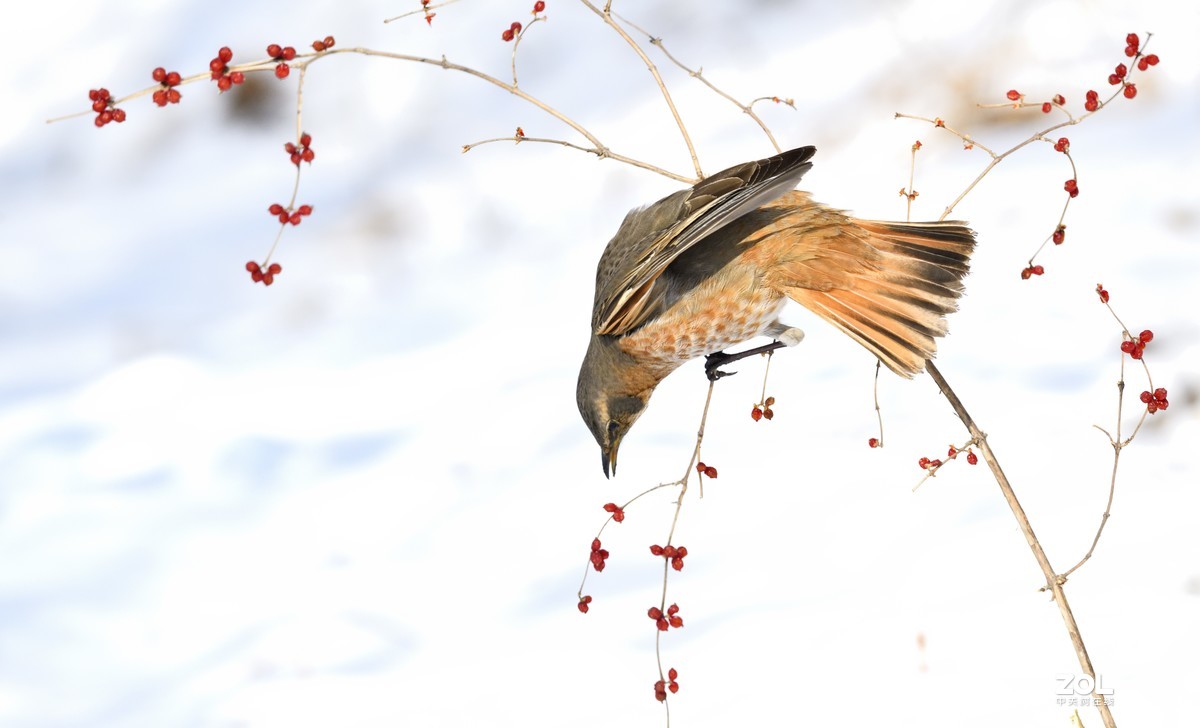 在沈阳福陵拍摄的红尾鸫