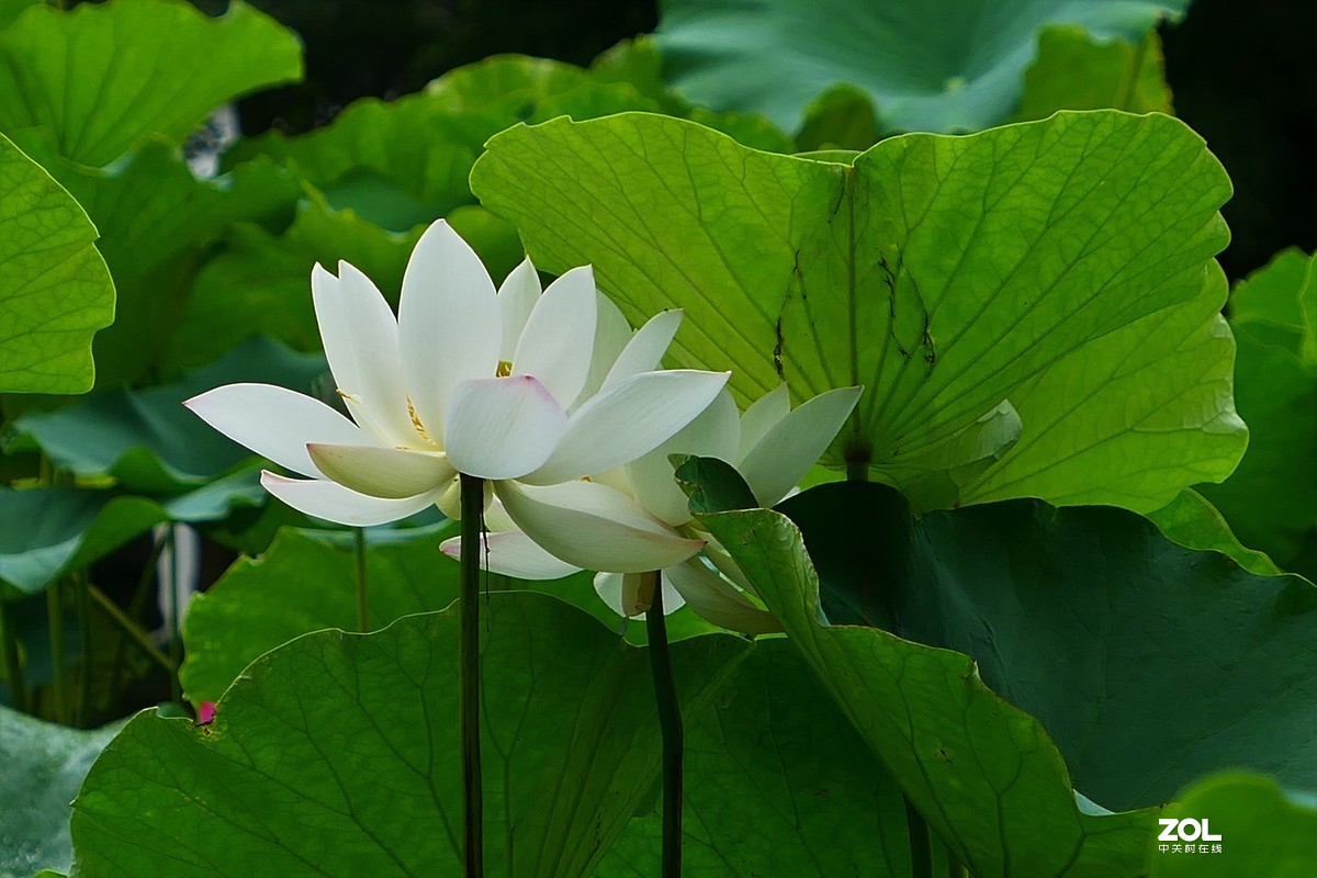 【荷荷美美】——摄于上海古猗园