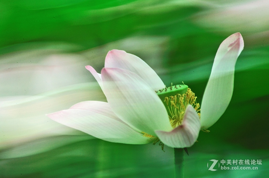 多重曝光拍荷花