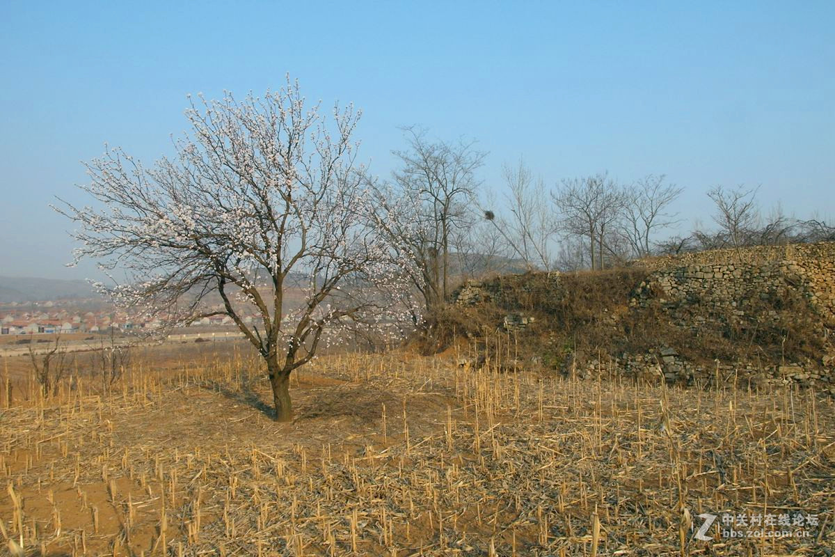 『冬去春来』123...12p