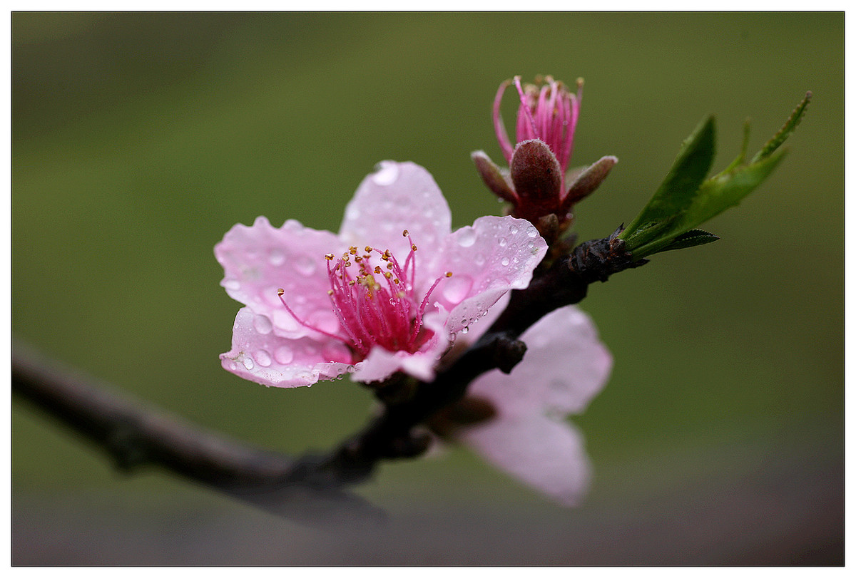 雨后的桃花