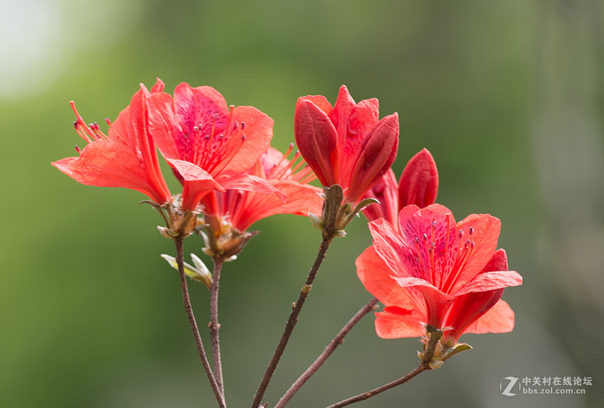 杜鹃花语：庄生晓梦迷蝴蝶，望帝春心托杜鹃（李商隐诗句）