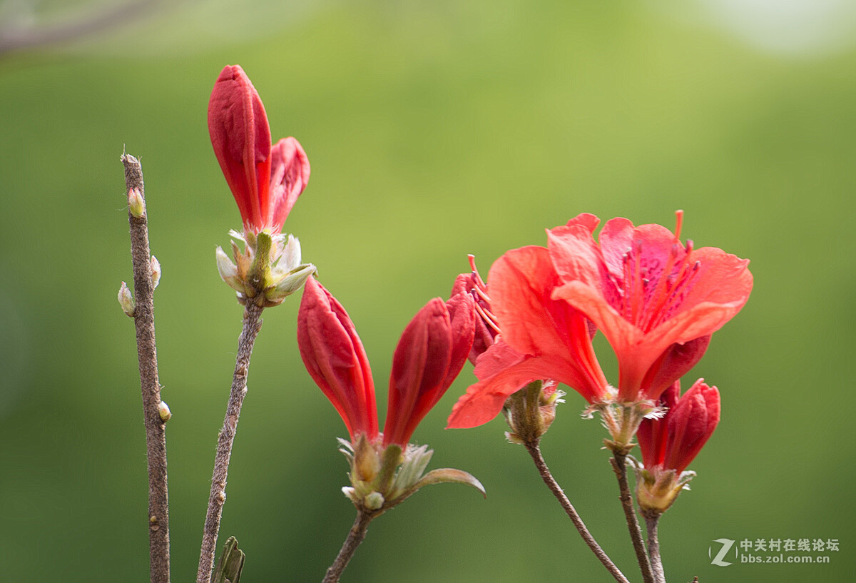 杜鹃花语：庄生晓梦迷蝴蝶，望帝春心托杜鹃（李商隐诗句）