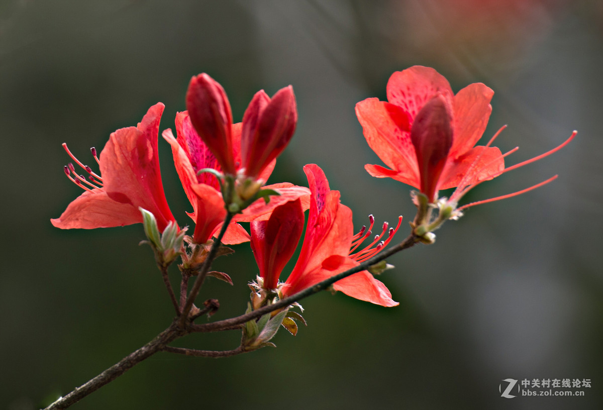 杜鹃花语：庄生晓梦迷蝴蝶，望帝春心托杜鹃（李商隐诗句）
