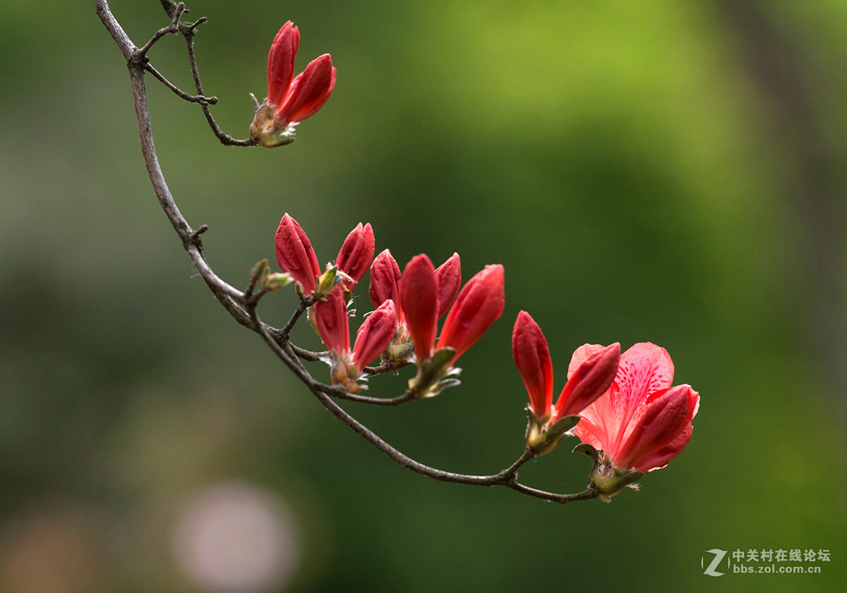 杜鹃花语：庄生晓梦迷蝴蝶，望帝春心托杜鹃（李商隐诗句）