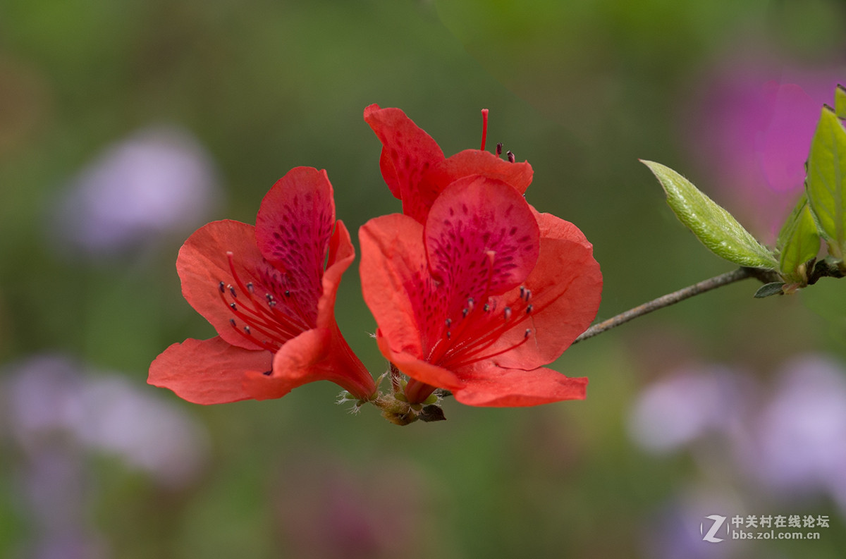 杜鹃花语：庄生晓梦迷蝴蝶，望帝春心托杜鹃（李商隐诗句）