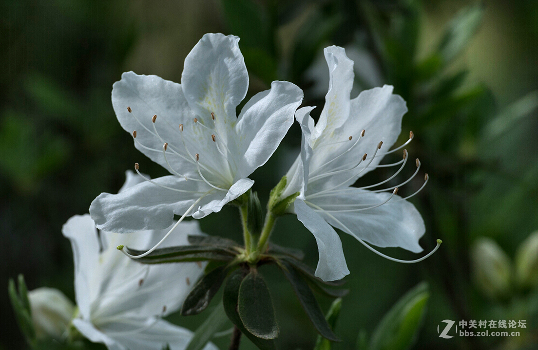 杜鹃花语：庄生晓梦迷蝴蝶，望帝春心托杜鹃（李商隐诗句）