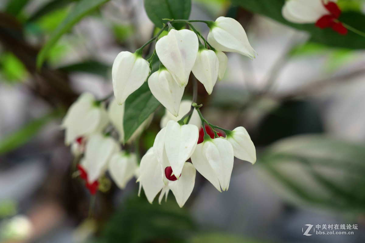 D5300+50  1.8D定焦，走了一趟农博园。