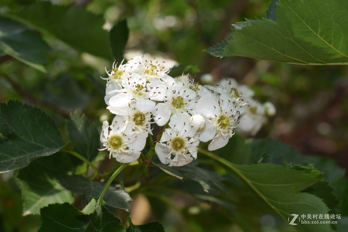 D5300+50  1.8D定焦，走了一趟农博园。