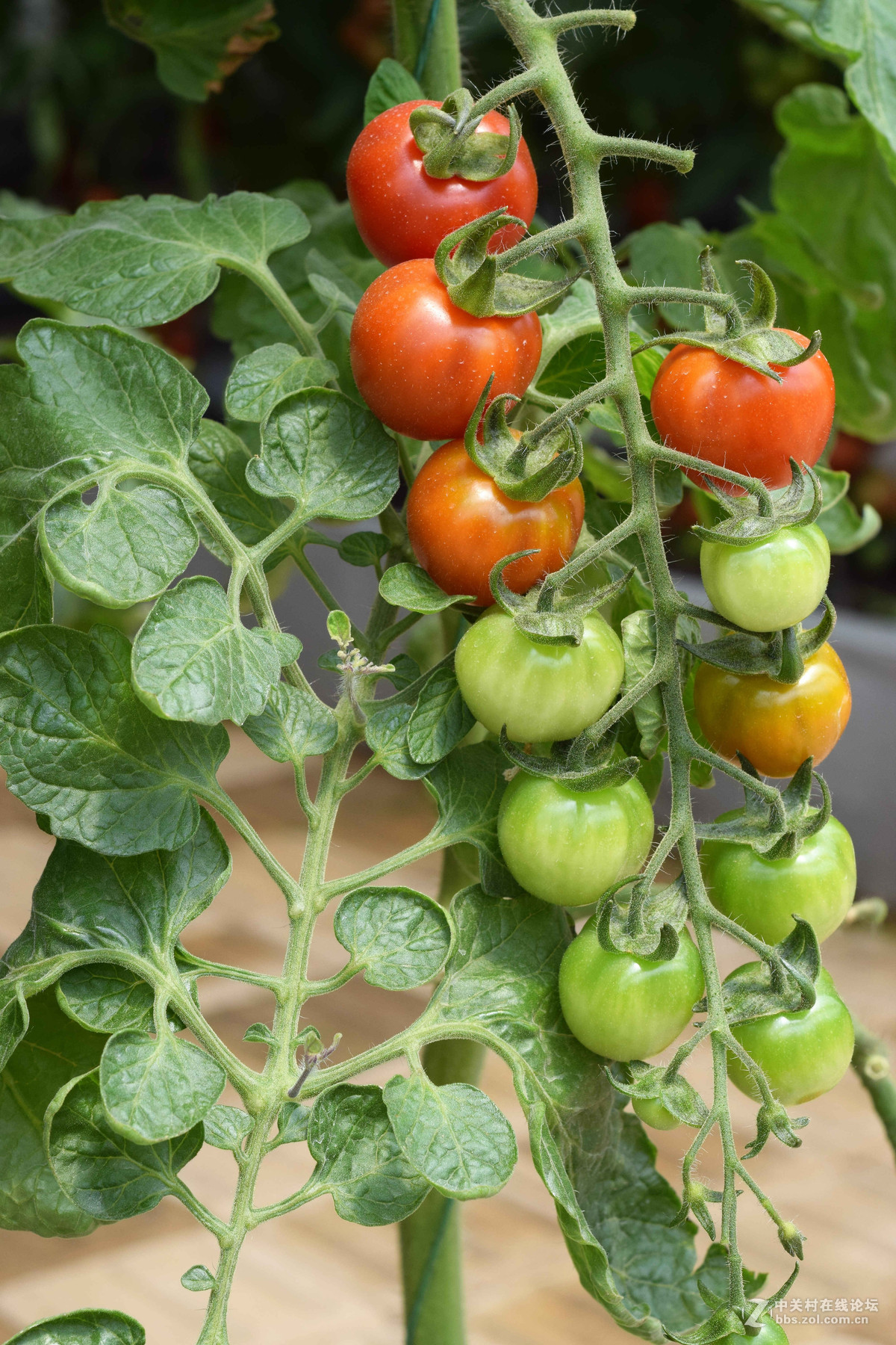 D5300+50  1.8D定焦，走了一趟农博园。