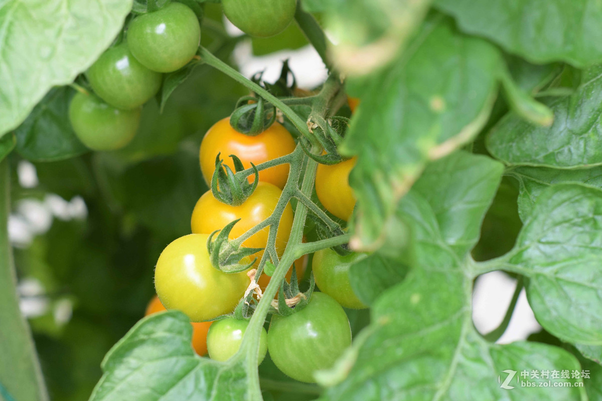 D5300+50  1.8D定焦，走了一趟农博园。