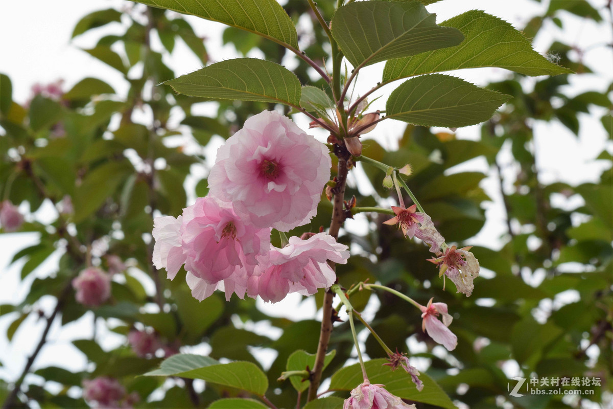 D5300+50  1.8D定焦，走了一趟农博园。