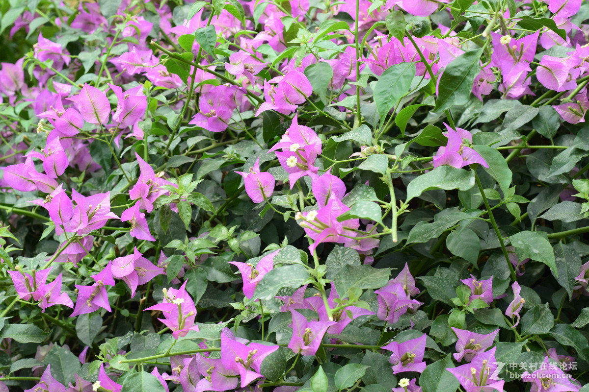 D5300+50  1.8D定焦，走了一趟农博园。