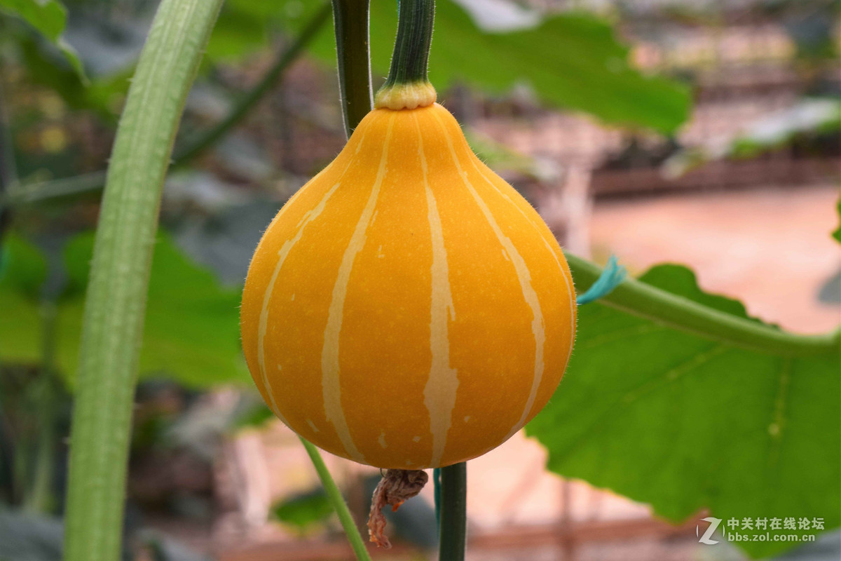 D5300+50  1.8D定焦，走了一趟农博园。