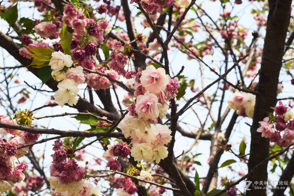 D5300+50  1.8D定焦，走了一趟农博园。