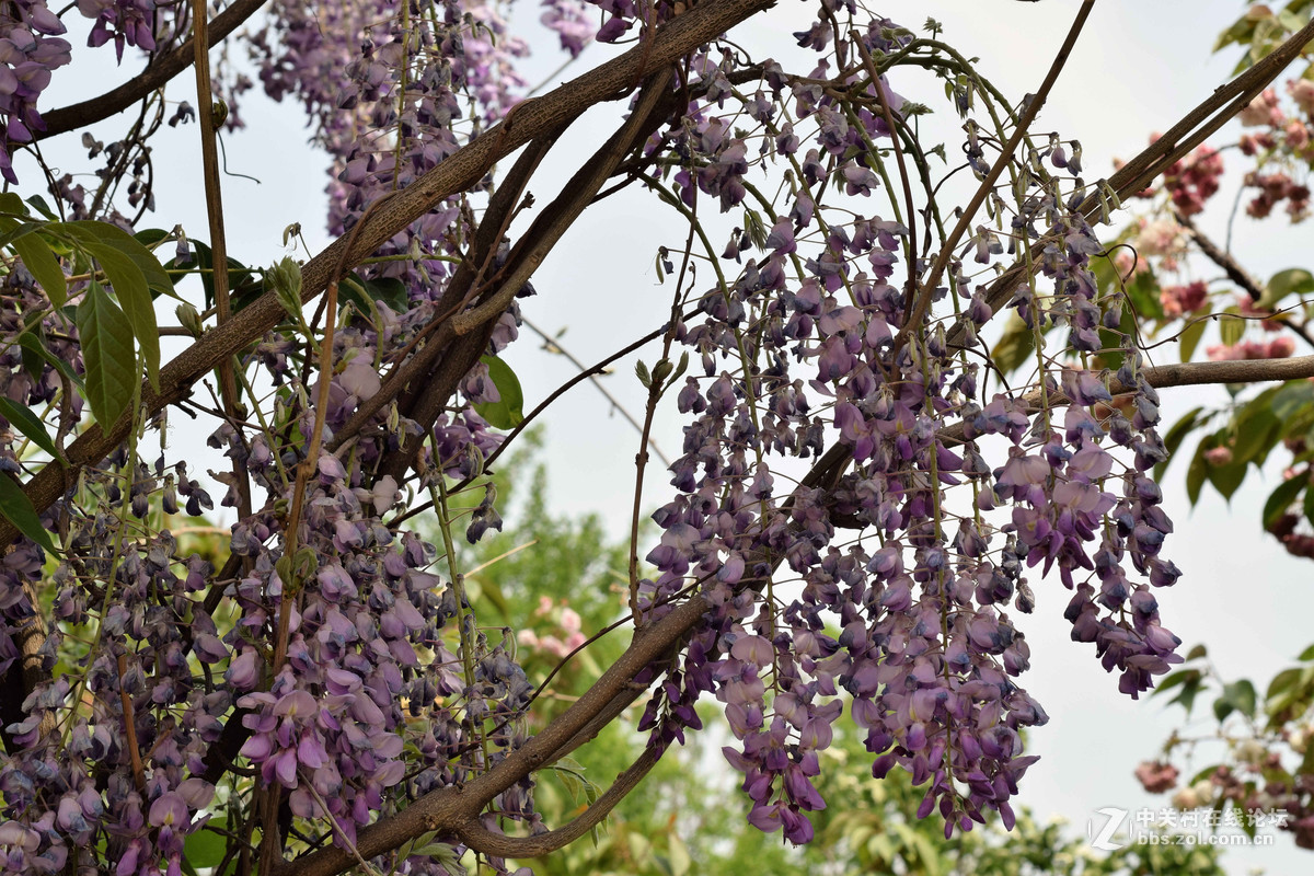 D5300+50  1.8D定焦，走了一趟农博园。