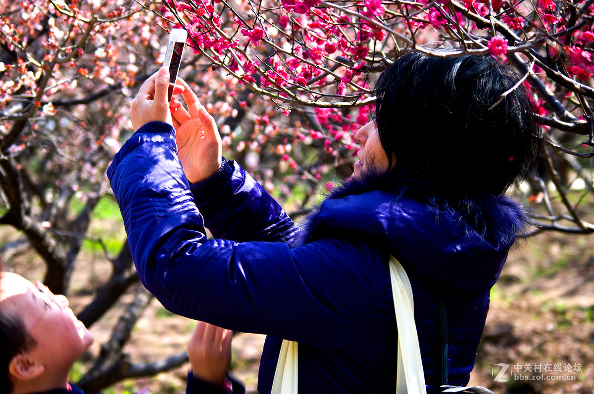 人在花丛世纪梅园杂拍