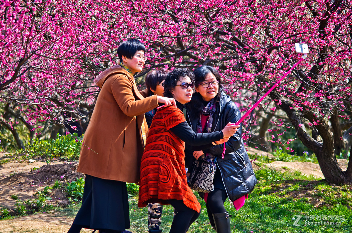 人在花丛世纪梅园杂拍