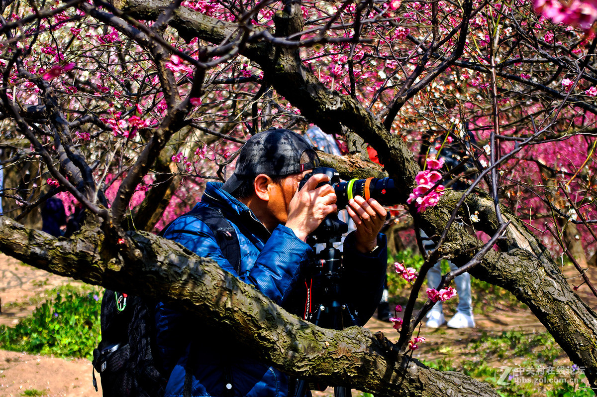 人在花丛世纪梅园杂拍