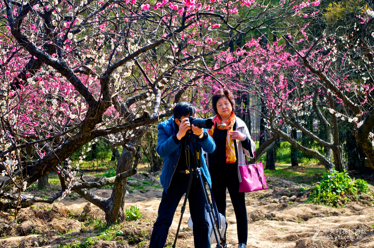 人在花丛世纪梅园杂拍