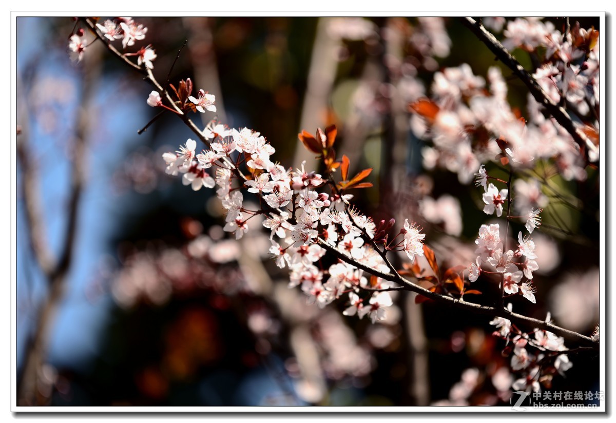 阳春三月，草长莺飞，万物复苏。 花丛盛开的点点春意，怎能不捕捉？