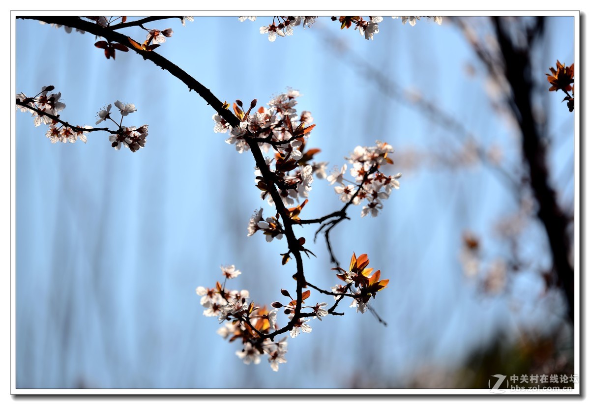 阳春三月，草长莺飞，万物复苏。 花丛盛开的点点春意，怎能不捕捉？