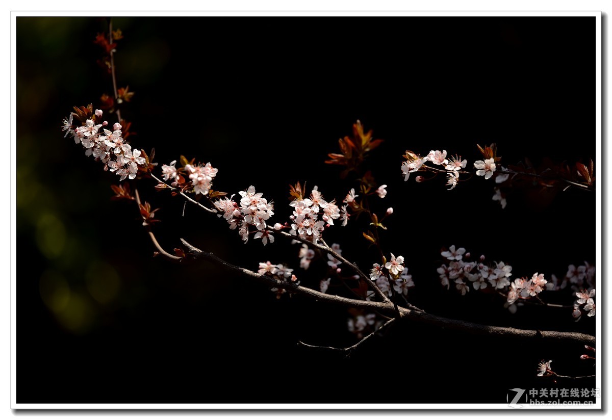 阳春三月，草长莺飞，万物复苏。 花丛盛开的点点春意，怎能不捕捉？