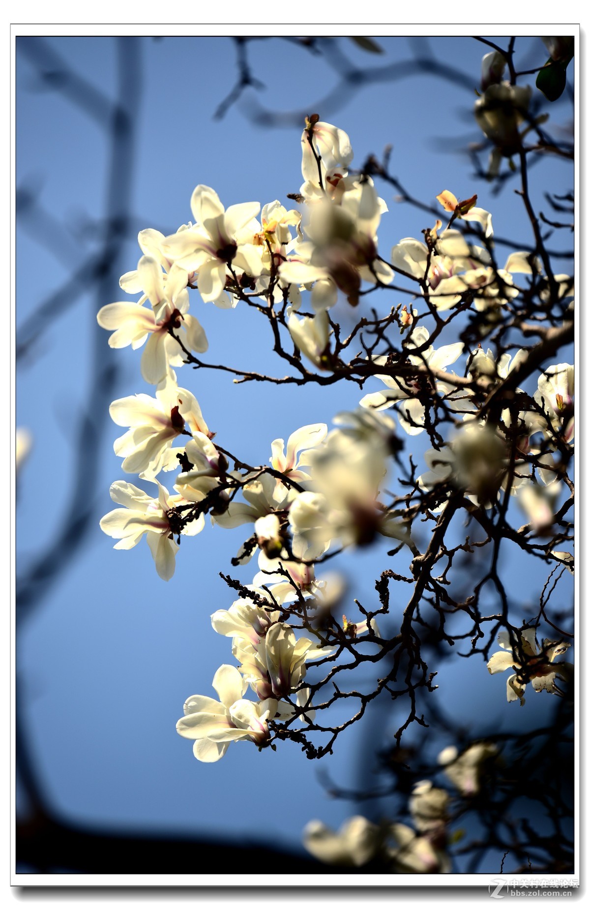 阳春三月，草长莺飞，万物复苏。 花丛盛开的点点春意，怎能不捕捉？