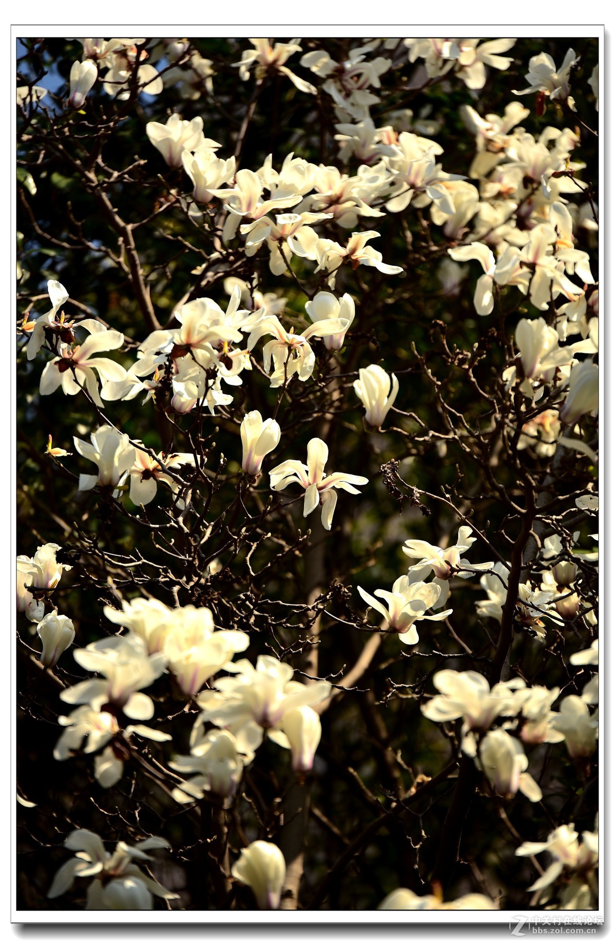 阳春三月，草长莺飞，万物复苏。 花丛盛开的点点春意，怎能不捕捉？