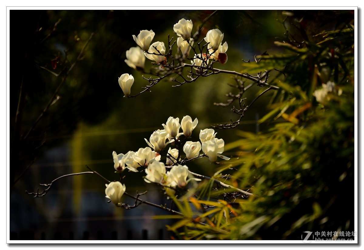 阳春三月，草长莺飞，万物复苏。 花丛盛开的点点春意，怎能不捕捉？