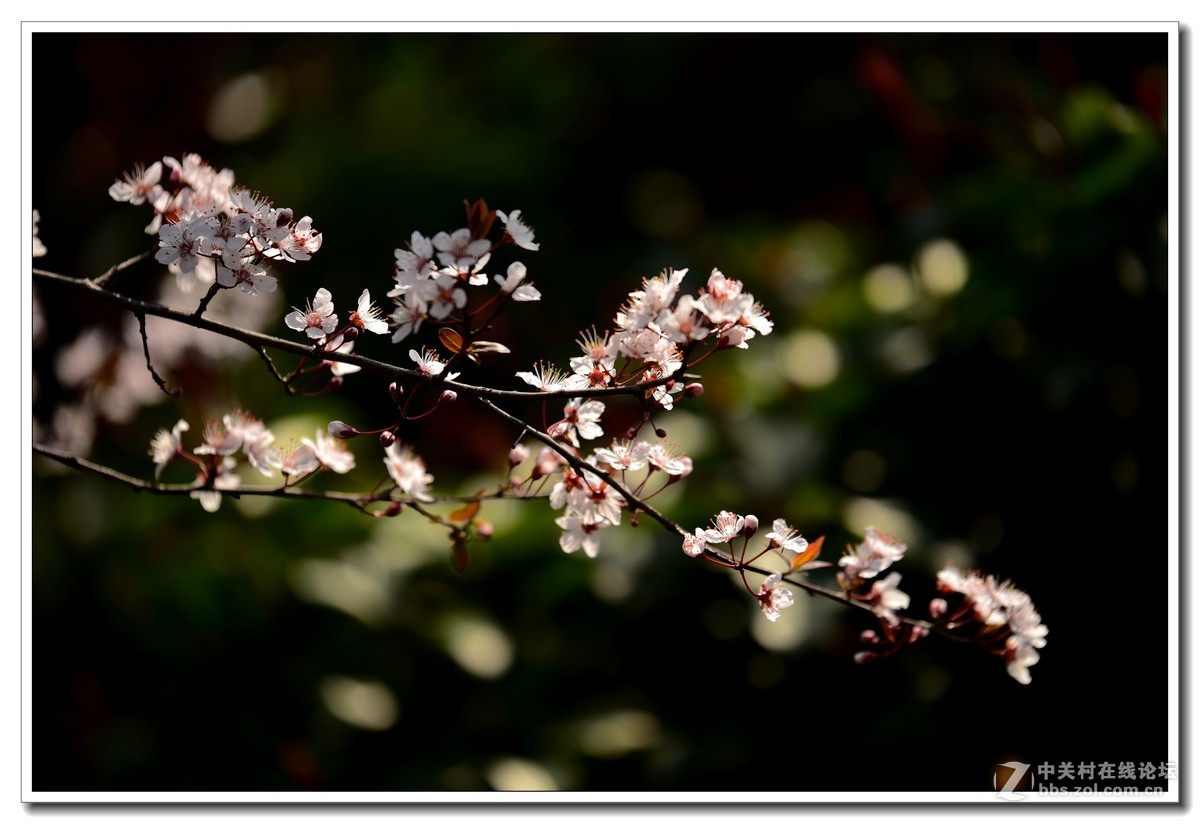 阳春三月，草长莺飞，万物复苏。 花丛盛开的点点春意，怎能不捕捉？