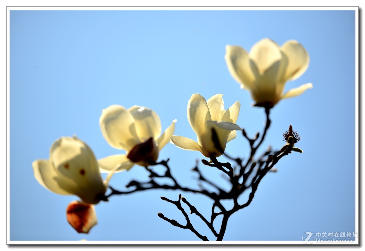 阳春三月，草长莺飞，万物复苏。 花丛盛开的点点春意，怎能不捕捉？