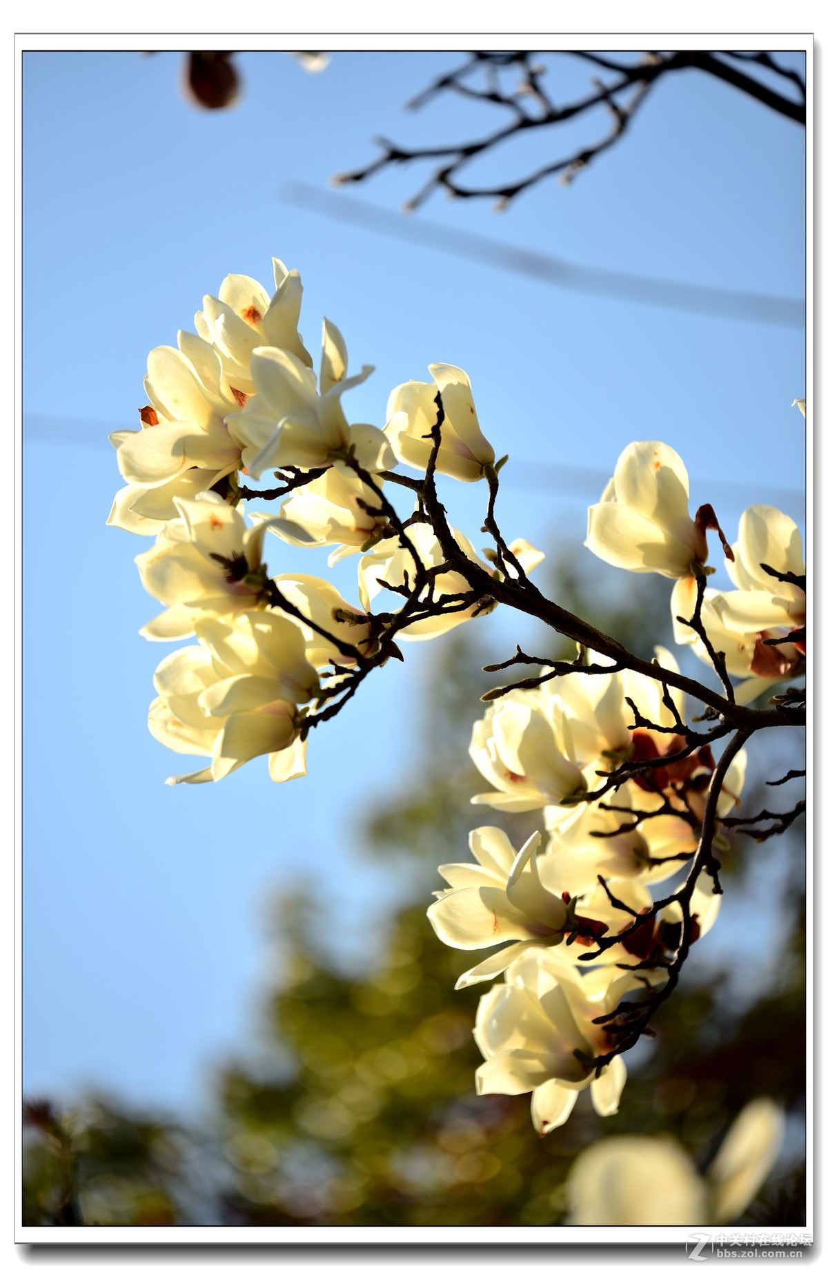阳春三月，草长莺飞，万物复苏。 花丛盛开的点点春意，怎能不捕捉？