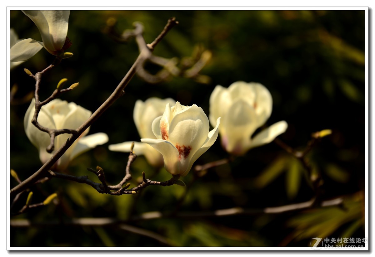 阳春三月，草长莺飞，万物复苏。 花丛盛开的点点春意，怎能不捕捉？