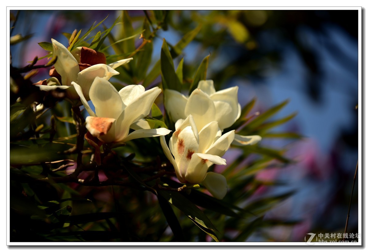 阳春三月，草长莺飞，万物复苏。 花丛盛开的点点春意，怎能不捕捉？
