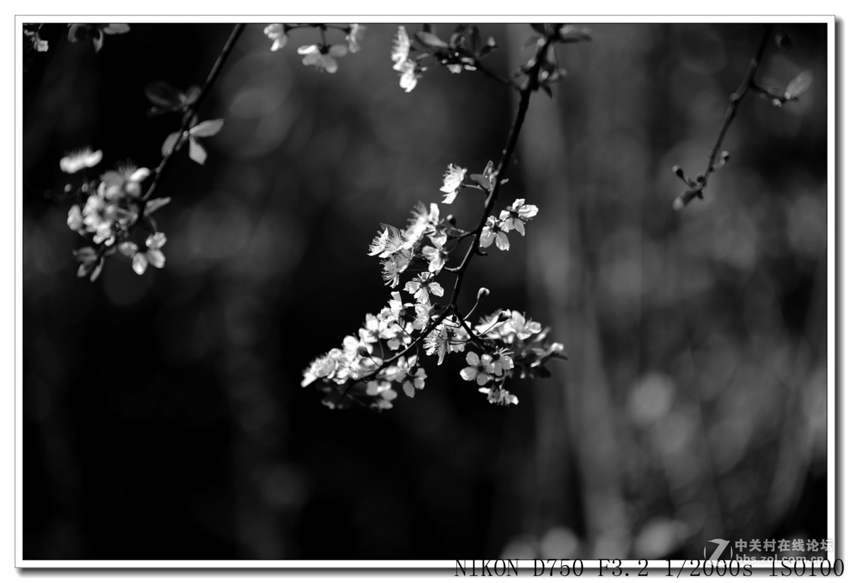 阳春三月，草长莺飞，万物复苏。 花丛盛开的点点春意，怎能不捕捉？