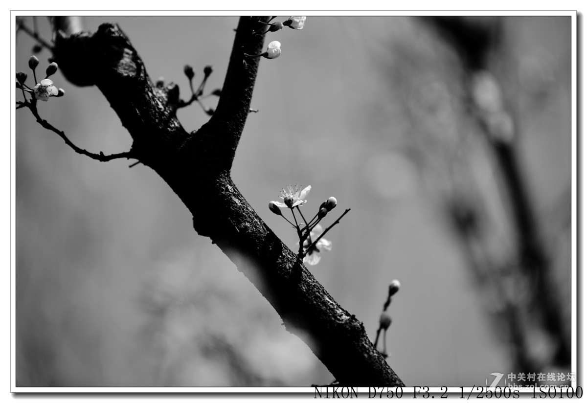 阳春三月，草长莺飞，万物复苏。 花丛盛开的点点春意，怎能不捕捉？