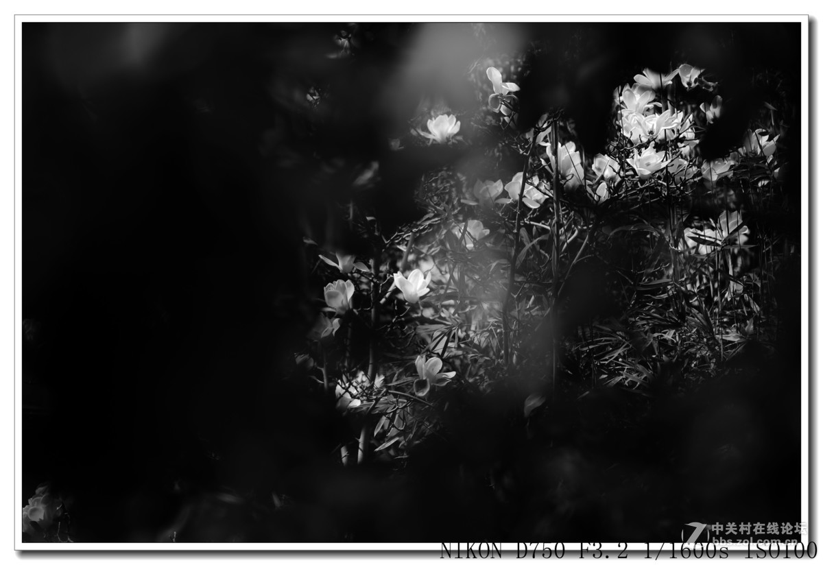 阳春三月，草长莺飞，万物复苏。 花丛盛开的点点春意，怎能不捕捉？