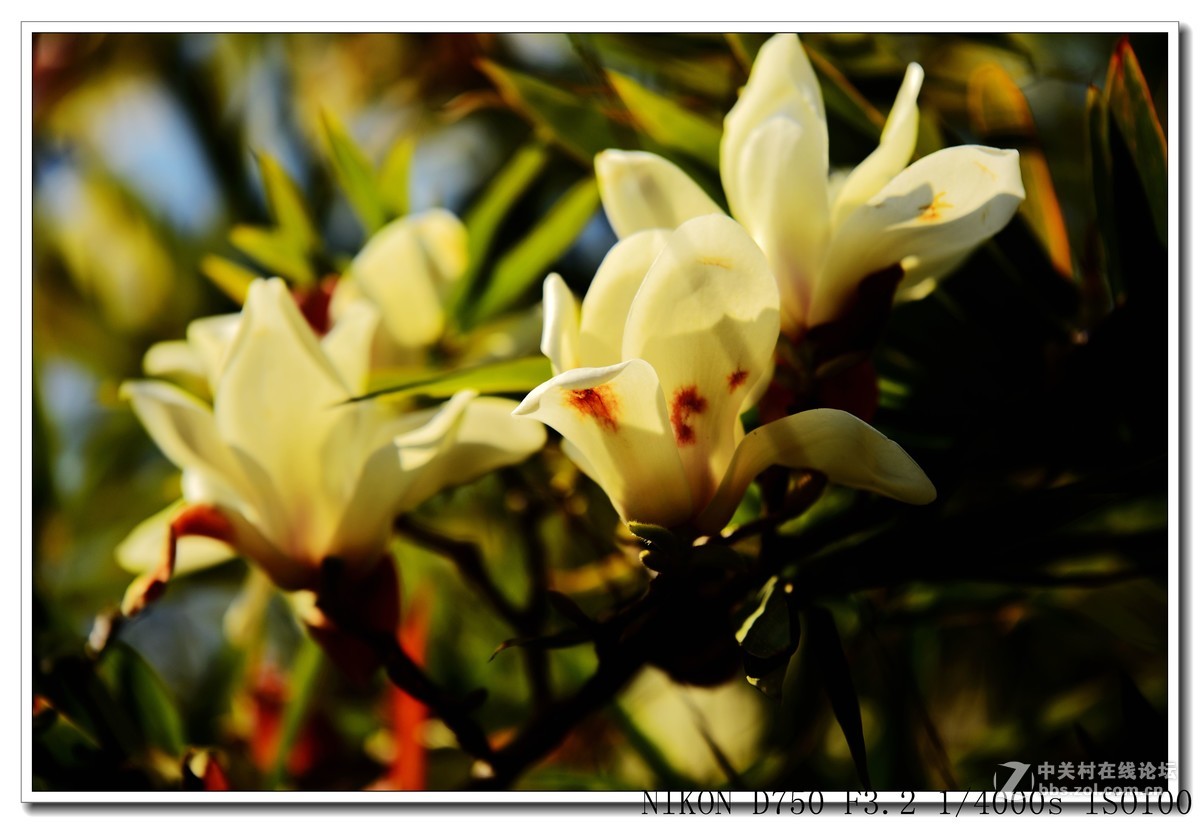 阳春三月，草长莺飞，万物复苏。 花丛盛开的点点春意，怎能不捕捉？