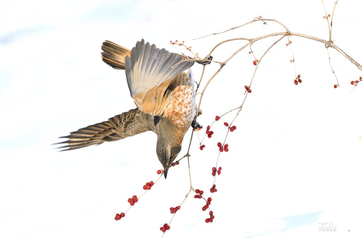 在沈阳福陵拍摄的红尾鸫