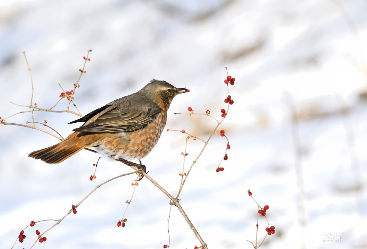 在沈阳福陵拍摄的红尾鸫