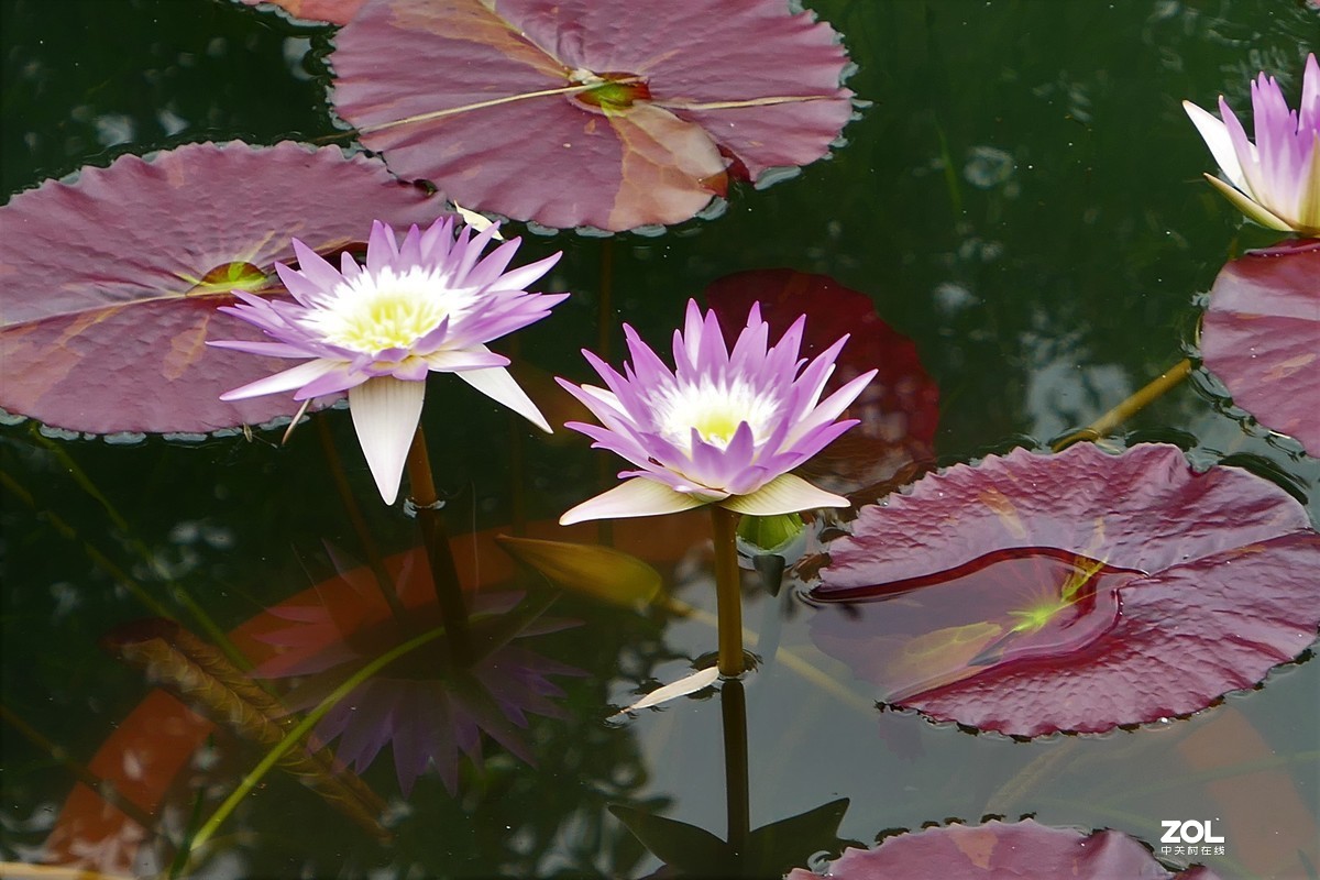 【荷荷美美】——摄于上海古猗园