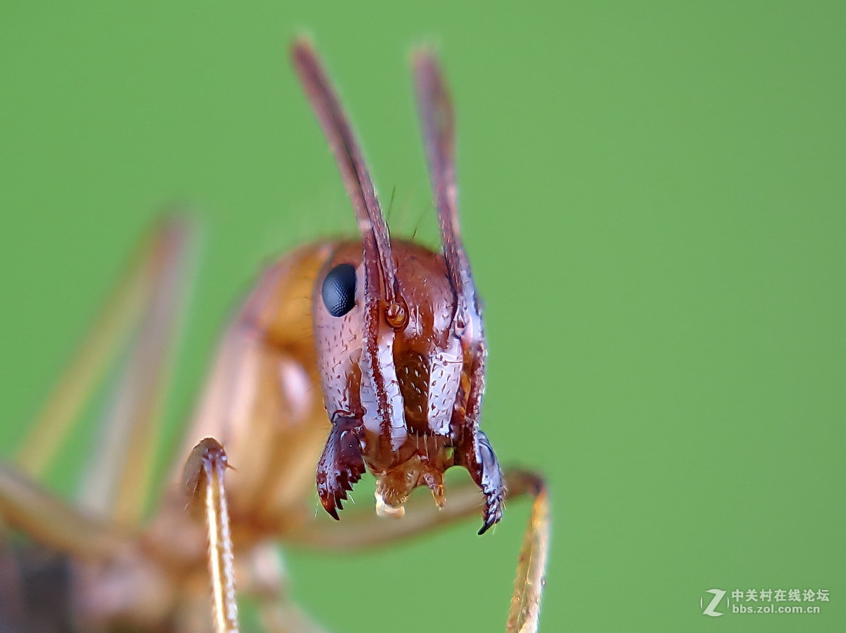 蚂蚁头部特写