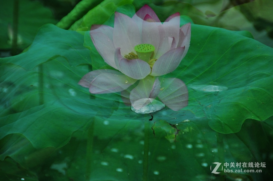 多重曝光拍荷花