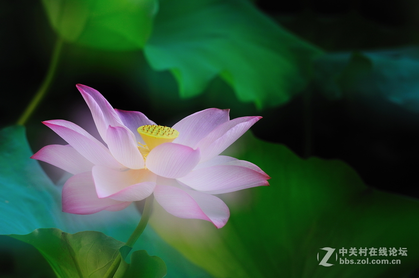 多重曝光拍荷花