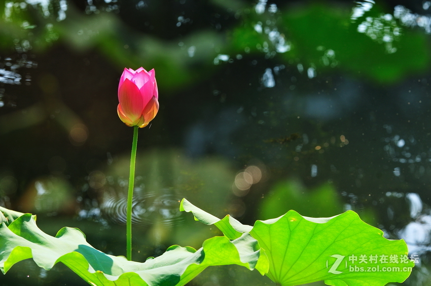 多重曝光拍荷花